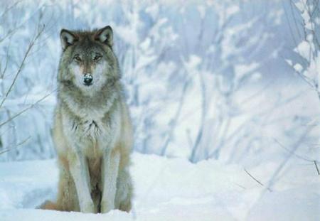 loup